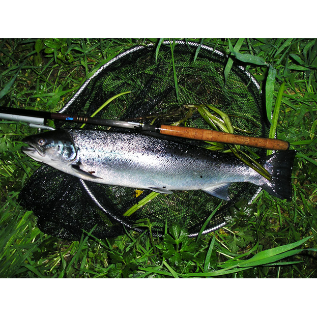 Recent Fishing Reports / News – June 2013