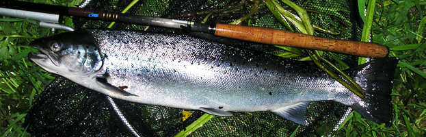 Recent-Fishing-Reports-787110_623x200